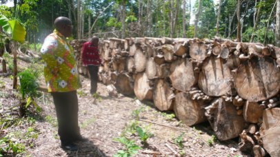 logging-tropical-wood