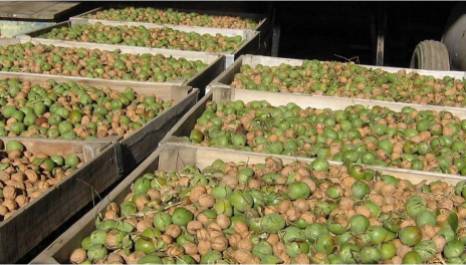Organic nuts production